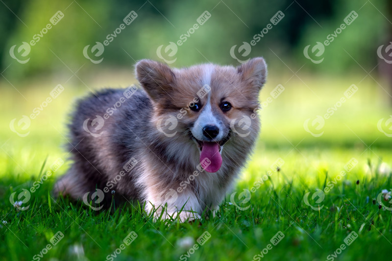 Red dog welsh corgi pembroke  puppy running in the green grass -