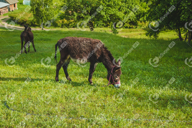 The donkey grazes on the farm. Selective focus.