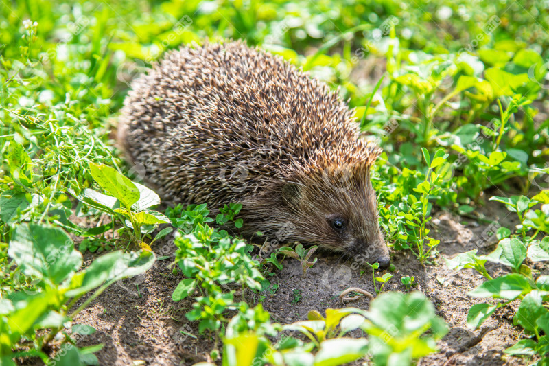 Little hedgehog in nature. animals. selective focus.