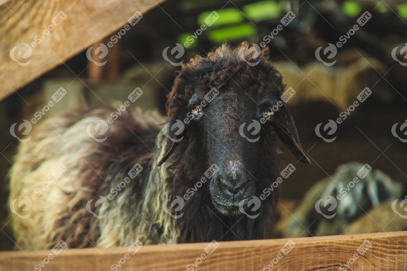 Sheep on the farm in summer. Selective focus.