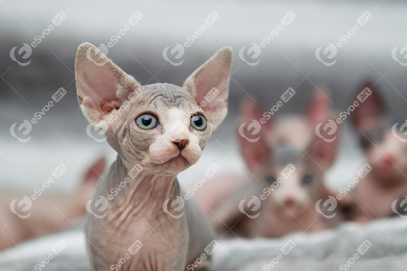 Animal portrait of sphynx cat looking away