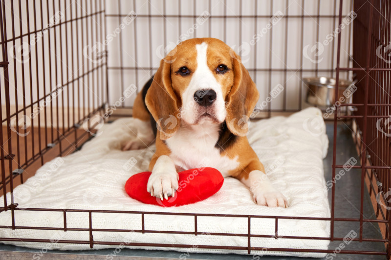 Cute beagle dog is lying in a pet cage. Wire box for keeping the animal