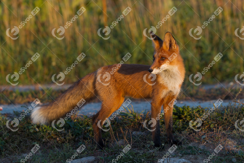 Cute young fox cub on the grass background. One. Evening light.