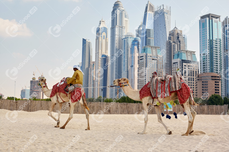 Dubai, UAE, November 2019 an Arab man sits on a camel on the beach in Dubai