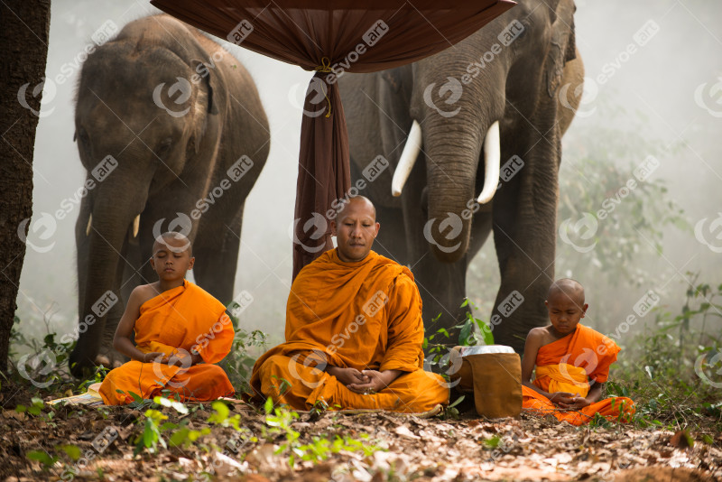 Elephant and buddist monchs in Thailand