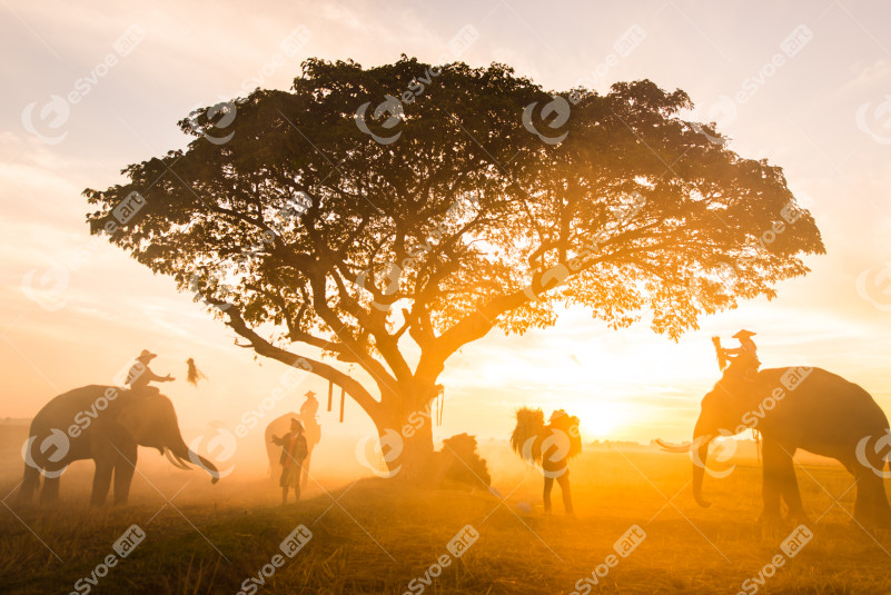 Elephants at sunrise in Thailand