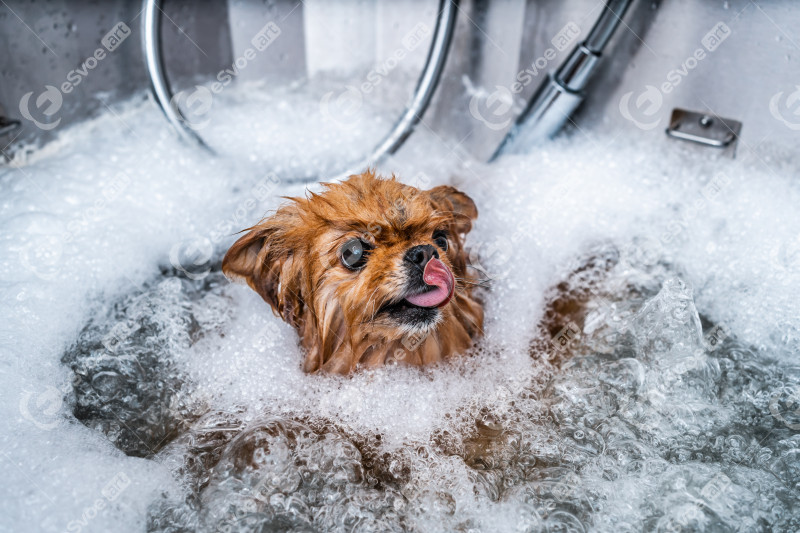 Little funny spitz in the spa salon. Dog care. The animal takes a bath.