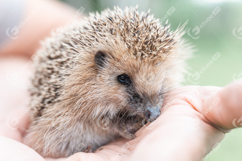 Little hedgehog sits on a man s hand the animal s 2025 01 09 06 17 03 utc