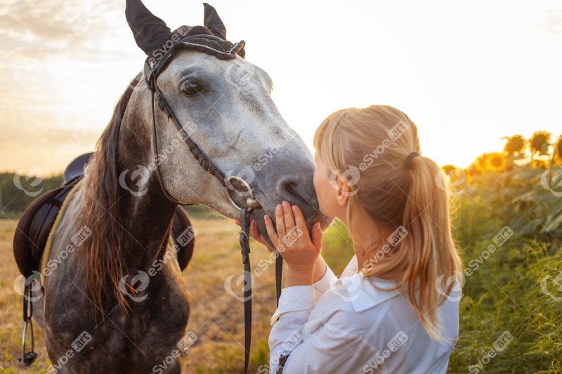 Woman loves a horse. Love and friendship for the animal, care. Beautiful field at sunset, sunflowers. Equestrian sport, training, walking, renting and selling, ammunition. Holidays outdoor, Kisses