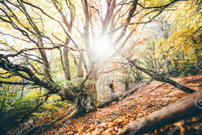 Man walks in autumn forest at sunny day