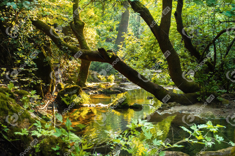 Natural landscape of a mountain river in the jungle.Turkey