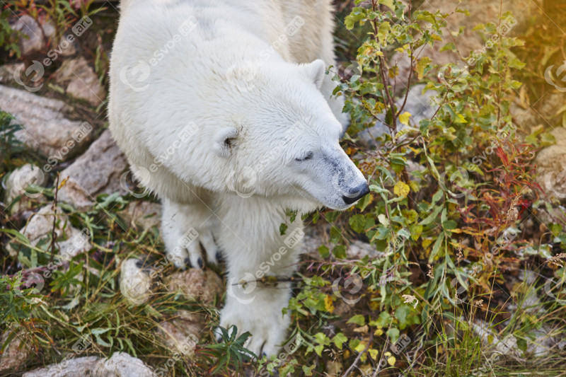 Polar bear in the wilderness. Wildlife animal background