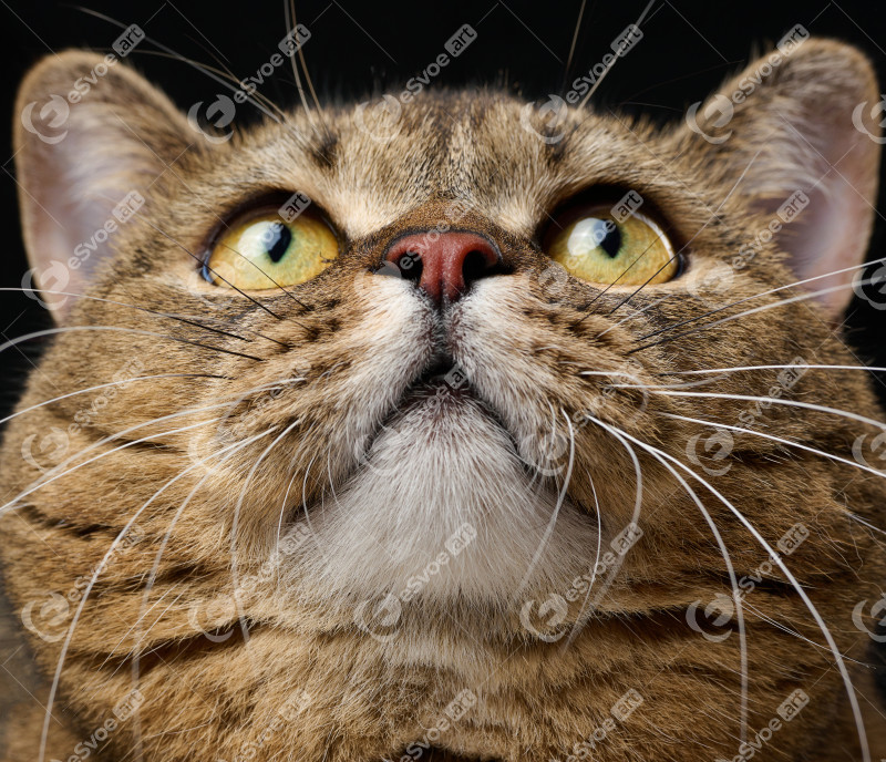 Portrait of an adult gray cat, the animal looks up. Shooting fro