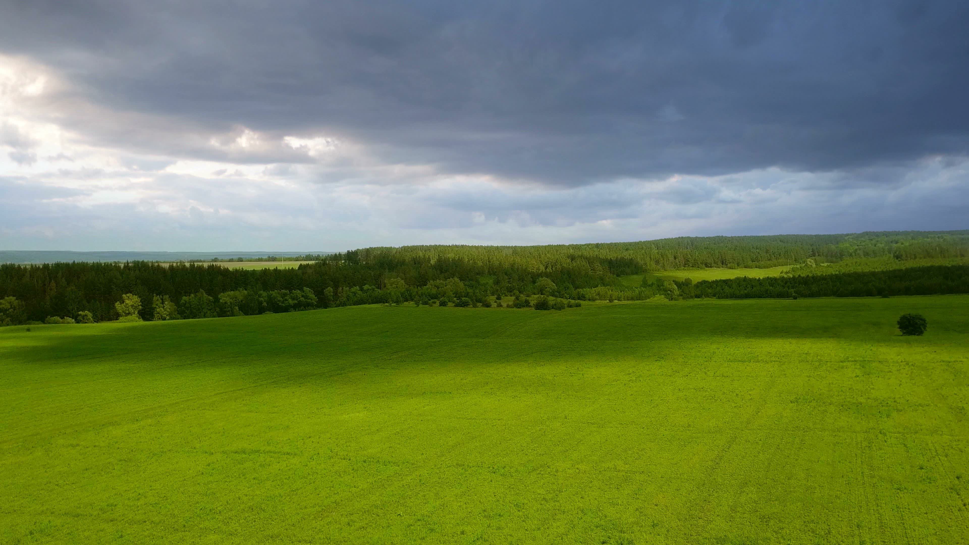 Green meadow nature