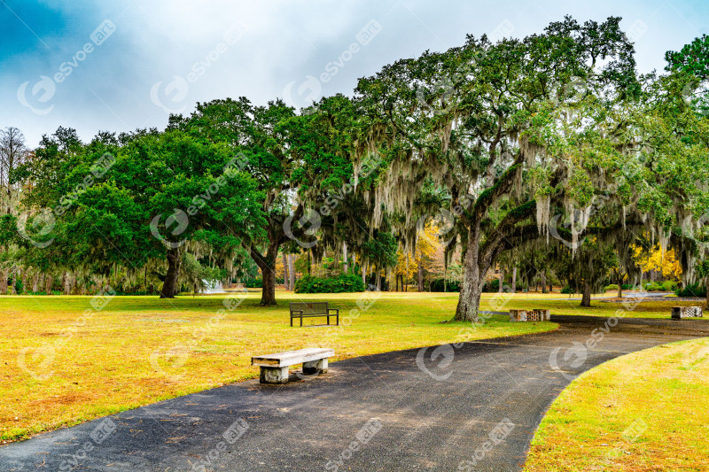 Scenic park view with lush trees and path.