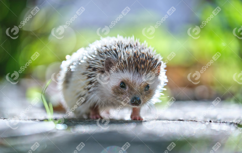 Small african hedgehog pet on green grass outdoors on summer day. Keeping domestic animals and caring for pets concept.