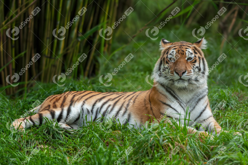 Tiger male, wild animal in the natural habitat