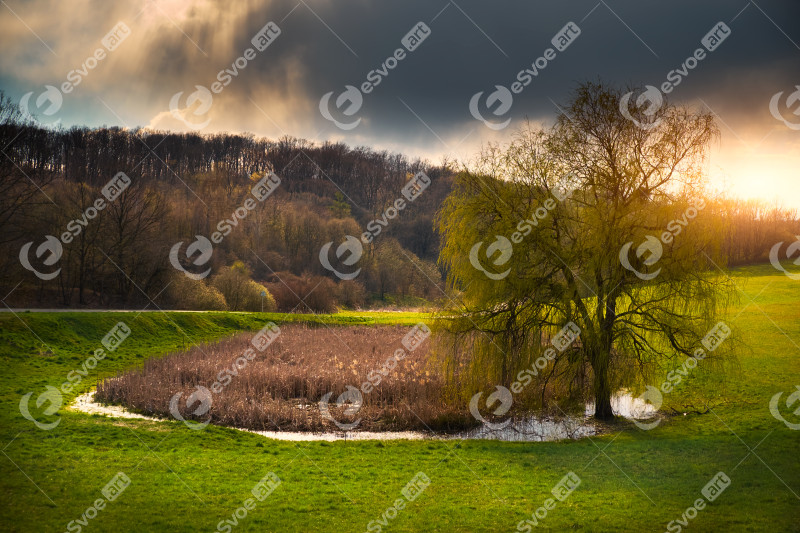 Willow near pond on spring countryside