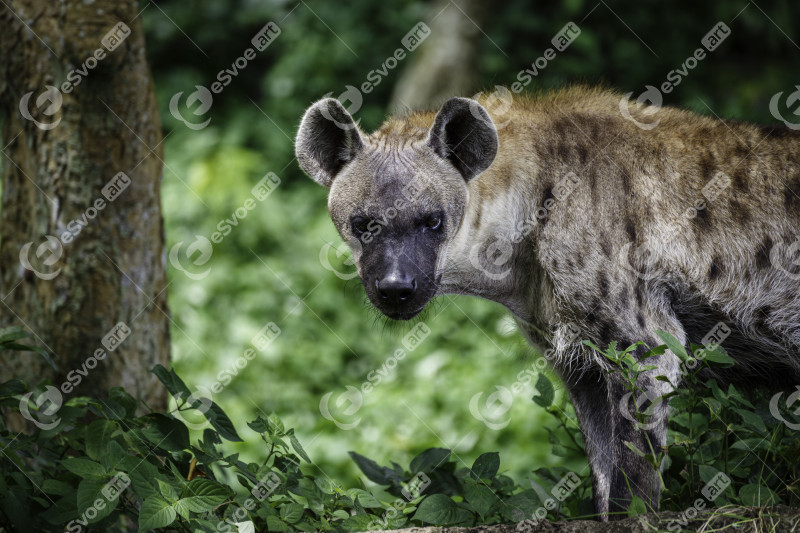 Young africa wild spotted hyena ready to hunt the animal in the