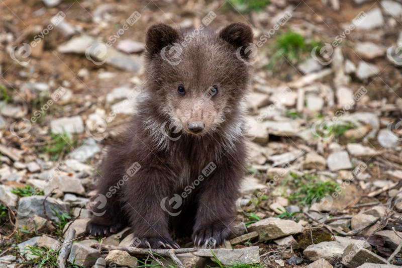 Young brown bear cub in the forest. Animal in the nature habitat