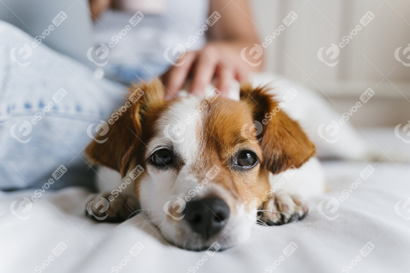 Young caucasian woman on bed working on laptop. Cute small dog lying besides. Love for animals and technology concept. Lifestyle indoors